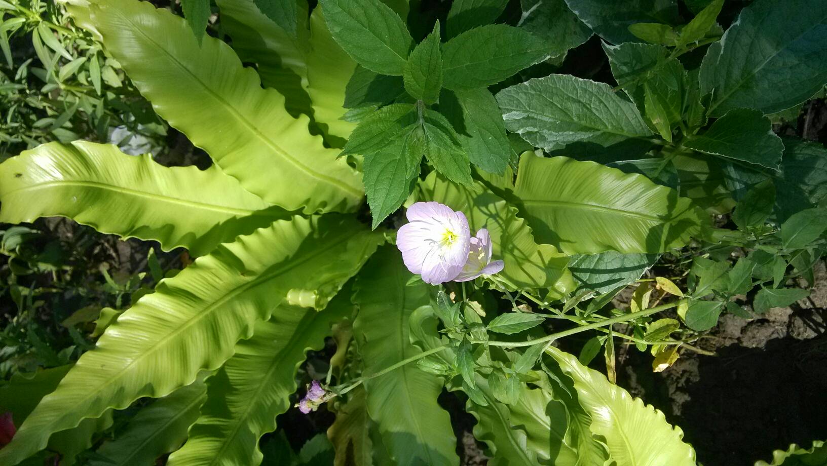 国产女人水真多18毛片18精品